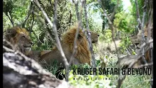 INCREDIBLE! FOUR, HUGE Male Lions, A Power In The Central Kruger National Park! Casper's Opponents?