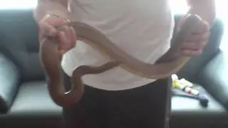 Giftzahn & Gismo.wmv