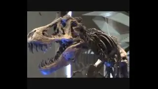 Institut Royal des Sciences Naturelles de Belgique (1/5)