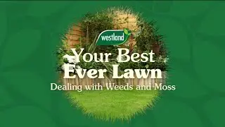 Dealing with Weeds & Moss - Westland Your Best Ever Lawn
