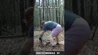 How to hand release a raccoon #hunting #trapping #fyp #outdoors #wildlife #raccoon #trailcam #hunt