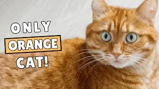 Only Orange Cats Do This &mdash; Even Vets Can&rsquo;t Fully Explain It