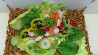 Larvae vs Party Vegetable Platter 🥗 ASMR WORMS 🕓 Time Lapse 😋🐛 Worms Cafe Vlog 🌮