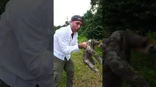 🇸🇷 Saving Three-toed Sloth in Suriname Amazonian Rainforest #shorts