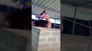 horse status new#horse #shortsfeed #horsepower #horseriding #viral #animals #horselover