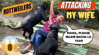 Rottweilers Bubzee & Lady Ollie Ne Mil Kar Kara Attack: Rottweilers Try to Dominate My Wife