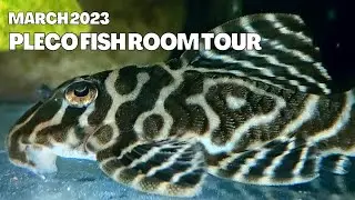 Pleco Fish Room Tour || March 2023