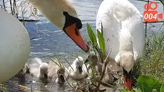 Swan cubs eat corn - Hissing Swan Family video 004