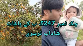 کینو کے باغات ۔247 گ ب موروثی پور 