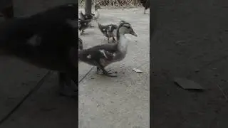 Pack packs of small ducks.#duck #short #shorts #views #video #videoshort #shortsvideo #shortsviral