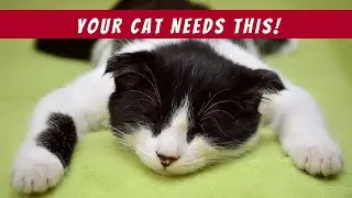 5 Essential Cat Behavior Hacks Every Owner Needs!