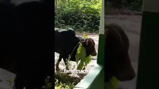 #cow  farm machan