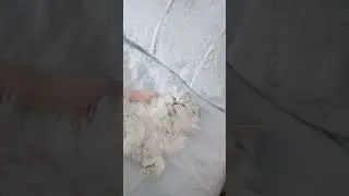 a cat rolling around in bed #Shorts #cat #animals #cute #kawaii #kitten #cute