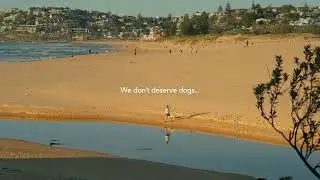Curl Curl Surf Beach - We don't deserve dogs