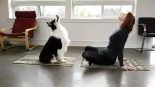 Dog The Yoga Teacher