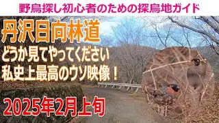 丹沢日向林道(神奈川県)の探鳥地レポートです　どうか見てやってください、私史上最高のウソ映像です！　2025年2月上旬