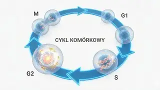 Co robi komórka, gdy się nie dzieli? Interfaza i mitoza – proste wyjaśnienie.