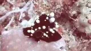 Cowrie, Lembeh Strait, Indonesia