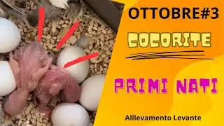 cocorite - prime nascite e aggiornamenti - ottobre#3
