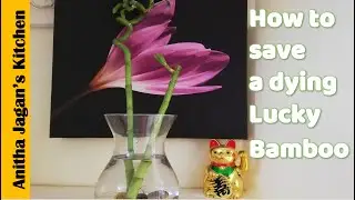 How to save Dying Lucky Bamboo|Revive dying lucky bamboo plant|Save Lucky Bamboo-anithajaganskitchen