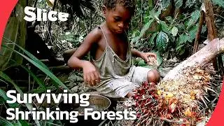 Pygmy hunter-gatherers: Ancestral rainforest peoples of central Africa | SLICE | FULL DOCUMENTARY