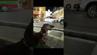 Moonlight walk with Tilly at Phuket Old town ￼￼ #phuket #sausagedog