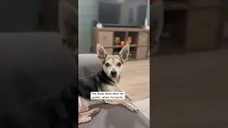This Chiweenie tells you what he thinks! The Boss does what he wants!