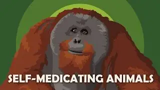 How Other Animals Use Medicine