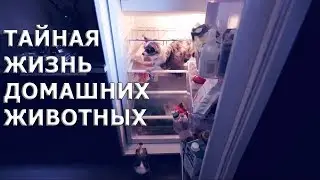 Тайная жизнь домашних животных 1 серия
