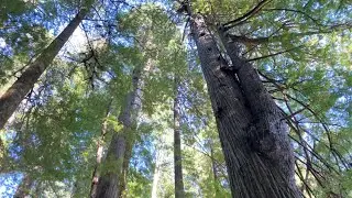 Exploring Redwood National Park 🌲 | Fern Canyon & The Big Tree Trail Adventure