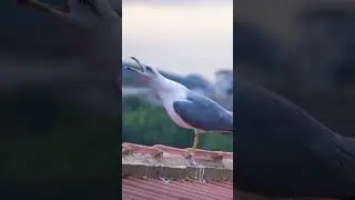 Amazing Bird Sound 🐦🔊 #ytshorts #birds
