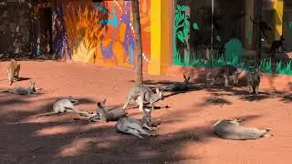Guadalajara Zoo