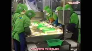 shrimp cleaning line, shrimp processing line, prawn cleaning line, prawn cleaning line
