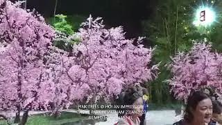 CHERRY BLOSSOM TREE at MEMORIES LAND in HOI AN VIETNAM | BF CHANNEL