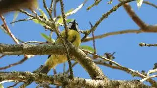 Blue Tit Singing on Almond Tree BranchesChapim-azul a Cantar nos Ramos da Amendoeira