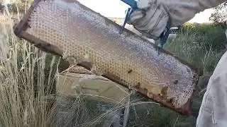 Tiempo de cosecha