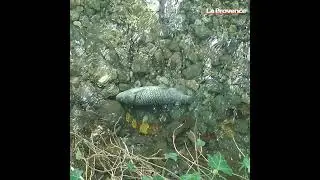 Vaucluse : alerte pollution dans la rivière du Groseau