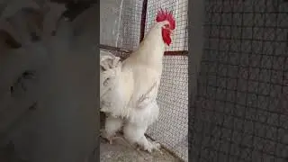 white heavy buff male