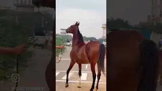Palanpur Show Winner Marwari Mare of Mr Desai at Pushkar Mela 2025