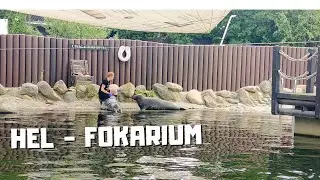 Hel fokarium, foki, pokaz karmienia fok - fragment | dla dzieci | pomorskie podr&oacute;że