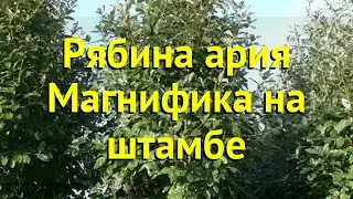 Рябина ария на штамбе Ария Магнифика. Краткий обзор, описание характеристик sorbus aria Magnifica