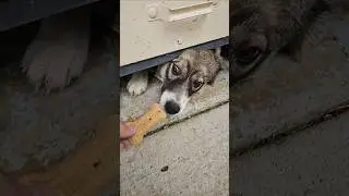 Peekaboo! #Dogs #Dog #shortsfeed #shortsvideo #shortsviral #Shorts #Short #Pet #Fun #Animals #Animal