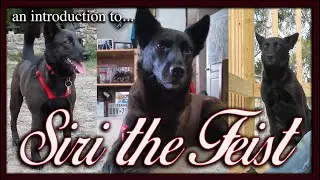 Siri The Feist - Mountain Feist - Tree Feist - Dog - An Introduction