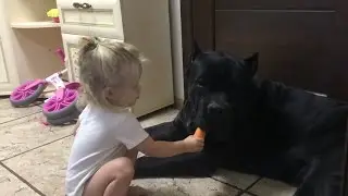 Cane corso Balder and the kind girl 🍖 Кане корсо Бальдер и добрая девочка