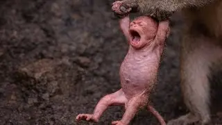🔴 LIVE: Cutest Moments of a Lovely Newborn Baby Monkey 🥰🐒