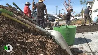Resilient Landscaping Installed in Coffey Park