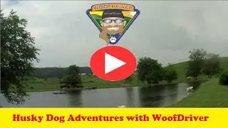 Adventures with Husky Dog FREE Ranging - Dog Dreams At The BigFarm