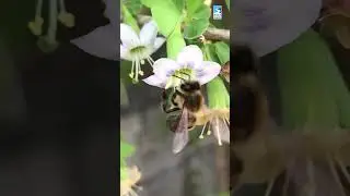 Bees Fly Backwards
