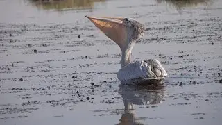 Pink-backed pelican's method of swallowing fish, Chobe River, Africa