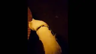 Funny 2018 cute dog doing in mid night and play with chicken toy 1